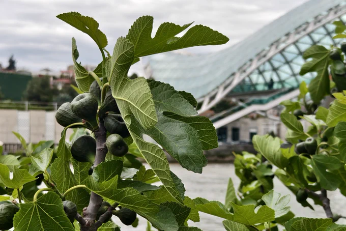 The wild fig beside the Kura river