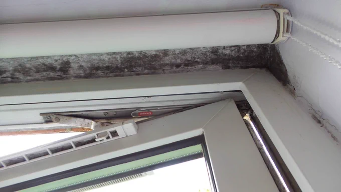 Mould growing on a window edge took from Google Images