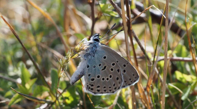 Large blue butterfly (c) David Simcox
