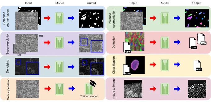 Overview of BiaPy's available workflows: semantic segmentation, single-image super-resolution, image denoising, self-supervised learning, instance segmentation, object detection, image classification and image-to-image translation.