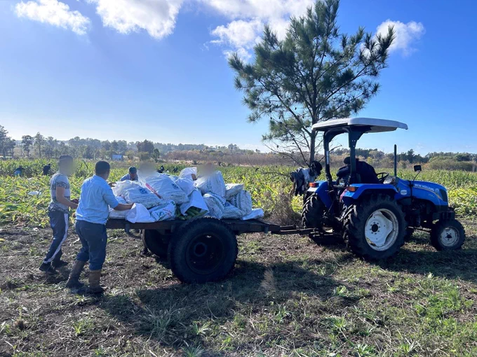 Tractor con bolsas de choclos en campo verde y árbol al fondo. Adolescentes ayudan a cargar