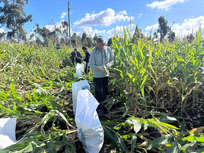 Plantacion de maiz , presidente inisa de pie con guantes cosechando choclos