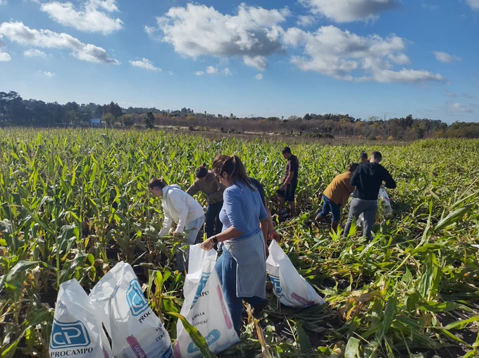 cosechando choclos en campo de plantación de maíz, bolsas para cargar 