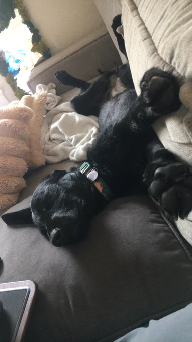 Black dog laying on a couch.