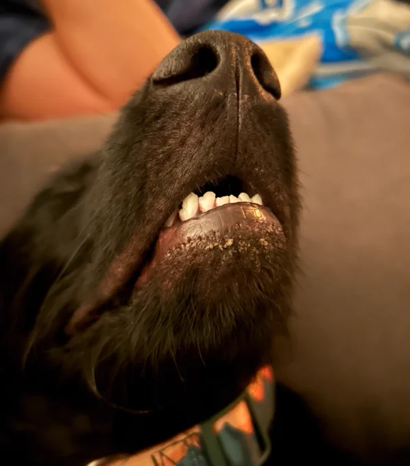 Close-up shot of a black dog's face.