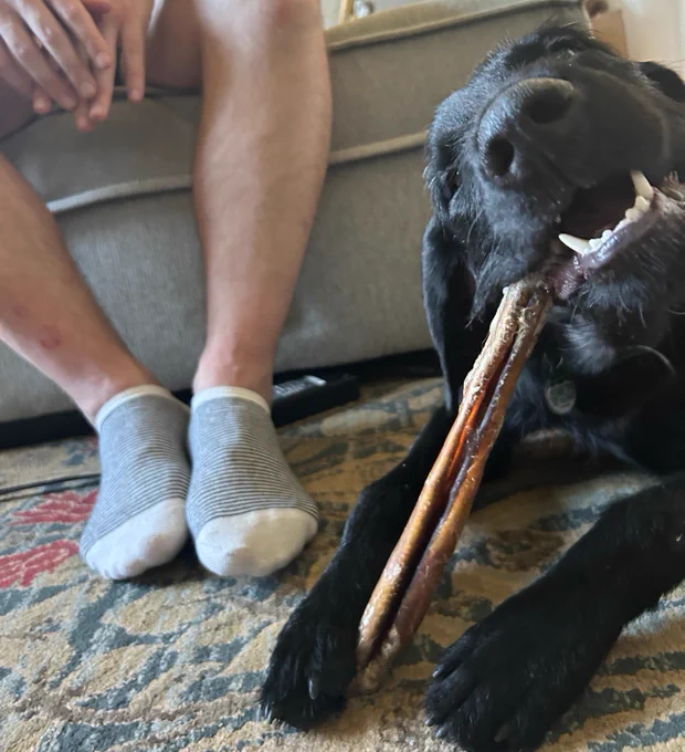 Black dog eating a bully stick.