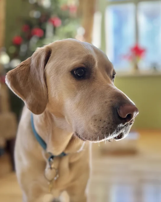 Close up of Otto, a blonde golden retriever labrador cross.