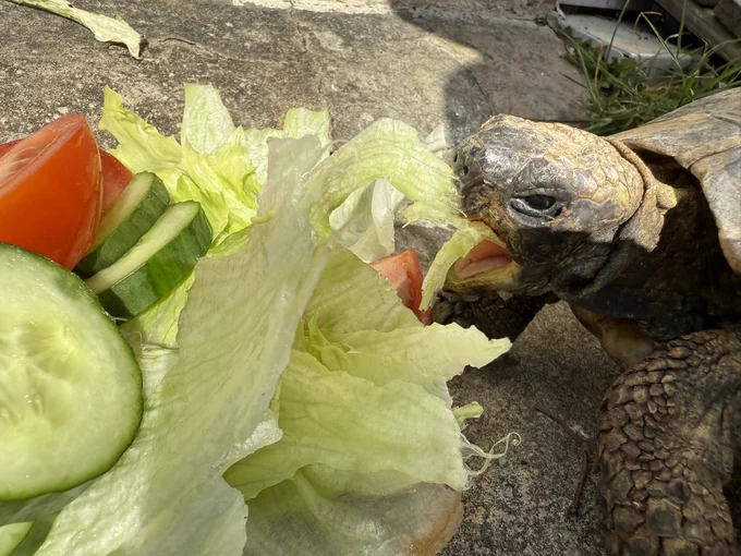Speedy enjoying brekky 🐢💚☀️😎