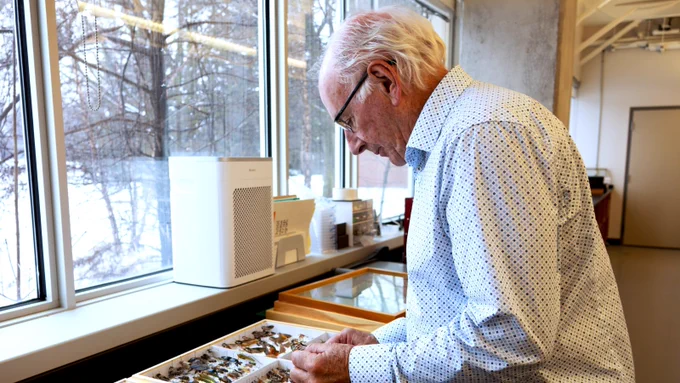 A person leans over display cases of insect specimens pinned to foamboard.