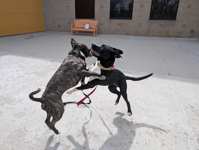 Two dogs jumping on each other.