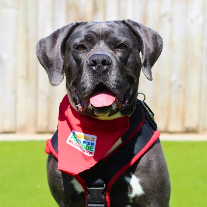 A gorgeous large grey dog called Bella with big floppy ears and her tongue out is sitting outside wearing a red People's Postcode Lottery bandana.