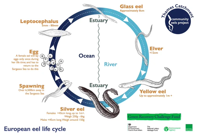Infographic showing eel lifecycle stages from Thames Rivers Trust’s Lifecycle of an Eel