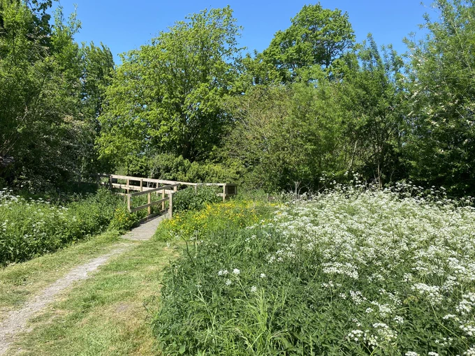 The boardwalk leading down past a damp area smothered in bright yellow Creeping Buttercup. Cow Parsley in the foreground in front of trees, shrubs and blue sky.