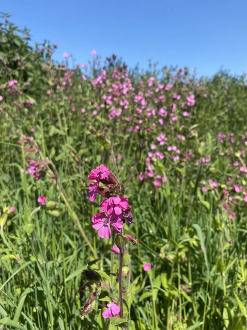 Red Campion wildflowers on a bank