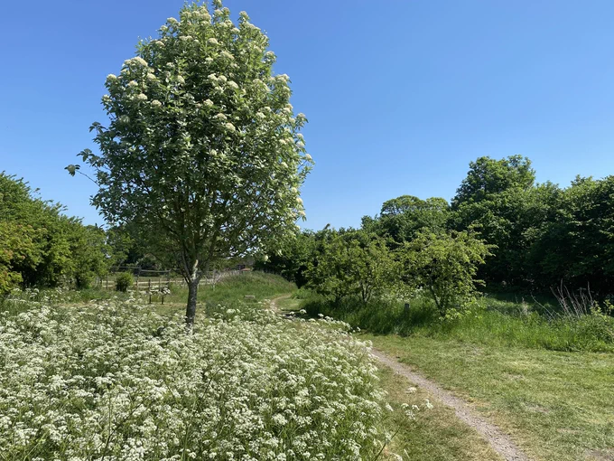 A Whitebeam tree amongst Cow Parsley against a background of trees, shrubs and a cloudless Lincolnshire sky