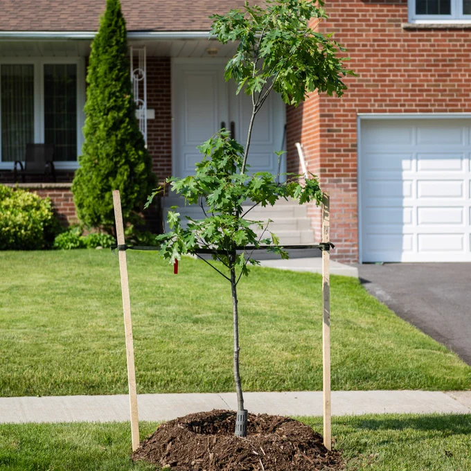 A recently planted young tree sits outside of a residential home.  