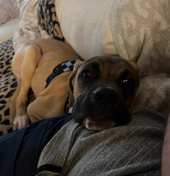 Boxer dog laying on a person's hip on a couch.