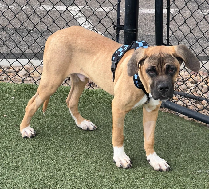 Boxer dog standing on Astro turf inside a fence.