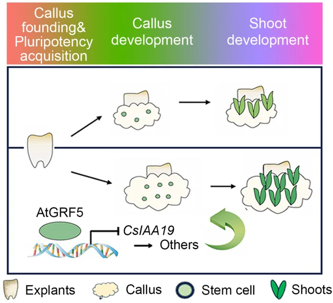 This diagram, illustrating the one-step de novo shoot organogenesis (DNSO) method, demonstrates that overexpression of the morphogenic gene AtGRF5 significantly enhances genetic transformation efficiency in cucurbit crops by promoting callus proliferation and increasing dense cells during regeneration.
