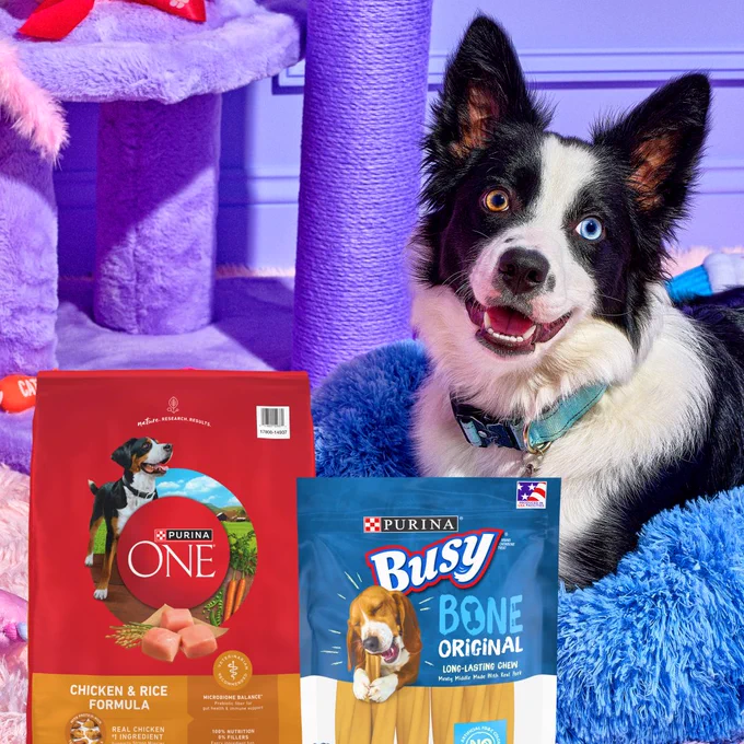 Happy black and white dog sits on a blue fluffy bed in a colorful purple room, next to bags of Purina ONE Chicken & Rice Formula dog food and Purina Busy Bone Original chews.