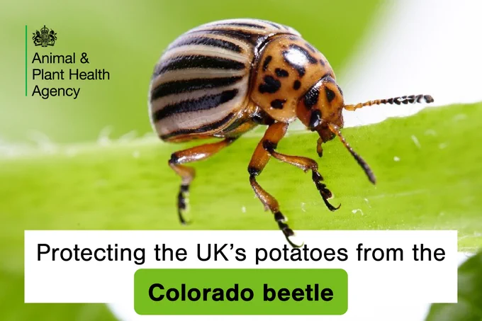 Close-up of a Colorado beetle on a leaf, with text stating 'Protecting the UK's potatoes from the Colorado beetle' by the Animal & Plant Health Agency.