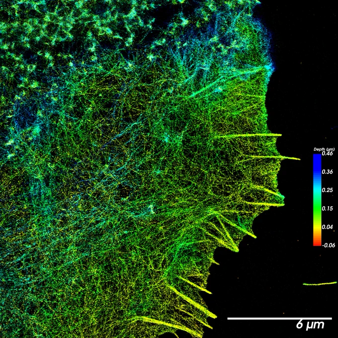 4Pi-SMS of F-actin (labeled by Phalloidin) in a COS-7 cell. color codes depth of projection of 500nm in thickness. 
