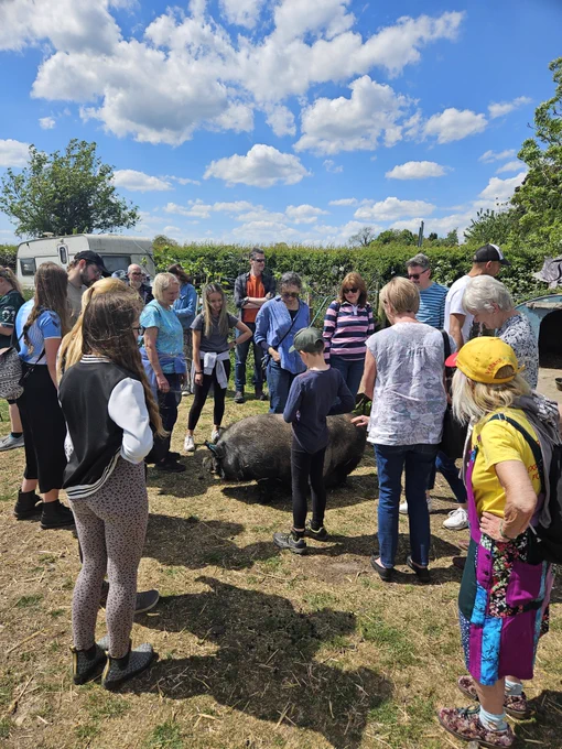 A black pig stands happily among a crowd of sanctuary visitors