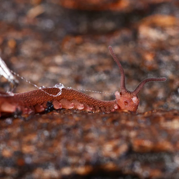 IMAGE: Macro photo of a Velvet worm on a rocky surface.