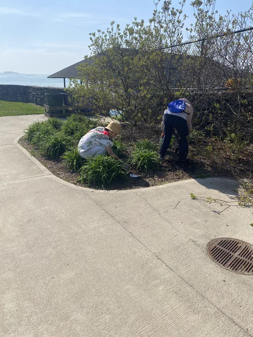 Two women weeding in the garden
