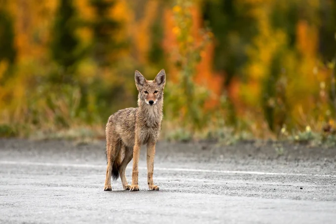 A coyote stands on a road. Thousands of coyotes are killed annually in the United States in the interest of population control, sparking fierce disagreements about the ethics and effectiveness of the approach. 

Image credit: Shutterstock/Wirestock Creators.