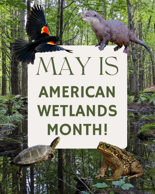 May is American Wetlands Month locally with the Town of Acton MA! 