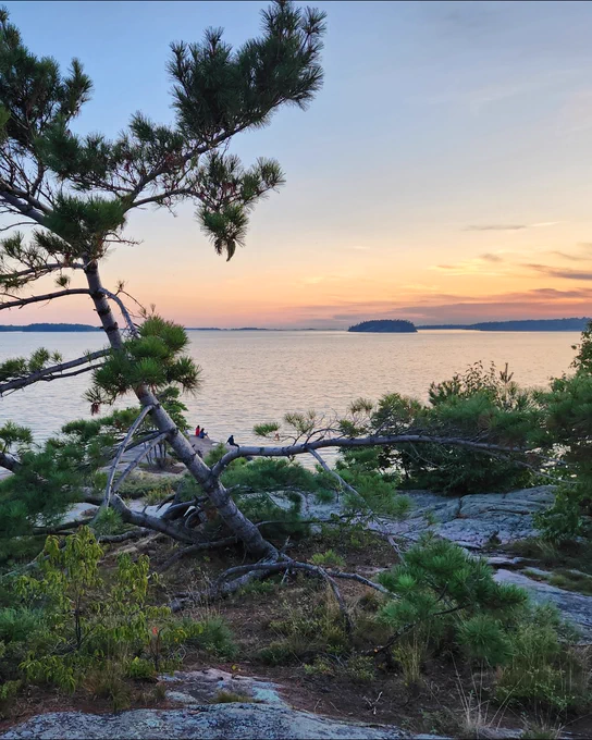 Sunset view over Georgian Bay with a pine tree in the foreground under a colorful sky.