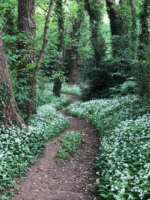 A winding pathway between the ivy-wrapped trees, with banks of white flowers on either side. 