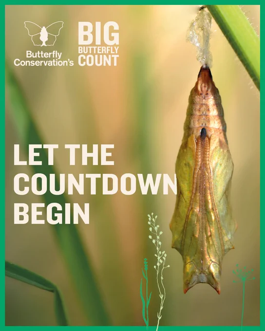 A golden butterfly chrysalis hangs upside down from a plant stem. Butterfly Conservation's Big Butterfly Count logo and text overlay reads 'let the countdown begin'. Image has a green border around it.