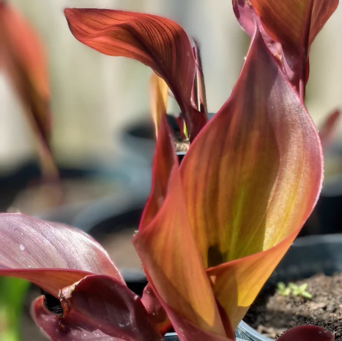 These new world plants adore the heat and sunshine of the glasshouse. Canna don't just grow, they perform! Although celebrated across this globe for their foliage and flowers. This delight isn't just a pretty face! They have many other uses from young shoots as food source for its sweet flavour, roots for noodles and the production of 'raski' an alcoholic drink. Highly regarded for it's medicinal value used for a variety of ailments including the treatment of gonorrhea! Canna rhizomes are widely used for soil detoxification!