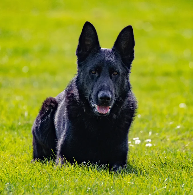 Police dog Kit laying down