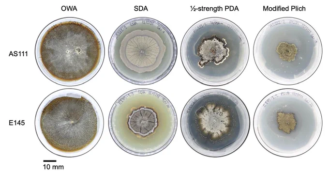 Figure 1. Influence of medium composition on fungal growth dynamics. An example of D. destructiva isolates (AS111 and E145) and their differences in growth based upon varying compositions of media. The top row displays the growth of D. destructiva (AS111) 21 days after inoculation on the four media. The bottom row displays the growth of D. destructiva (E145) 21 days after inoculation on the four media. Media are displayed from left to right as the following: OWA, SDA, ½-stength PDA, and modified Plich. Credit: Marcin Nowicki Lab