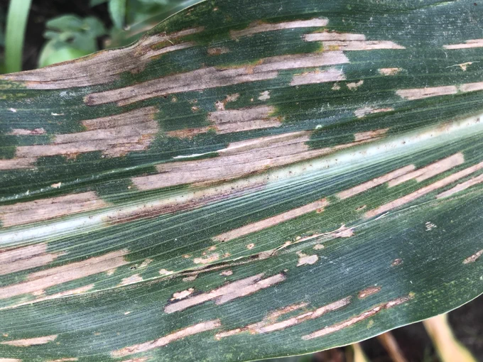 Rectangular shaped dead spots on corn leaf symptomatic of gray leaf spot.