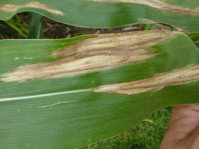 Cigar shaped dead spots on corn leaf symptomatic of north corn leaf blight.