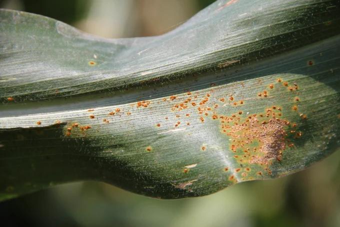 Orange spores on corn leaf indicative of southern rust. 