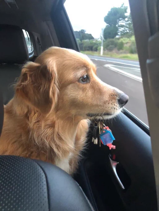 a long-haired pup with gold fur sits in the backseat of a car and stares out the window. she's holding a set of keys in her mouth. it's an obviously well-loved set as one of the plastic charms has bite marks on it.