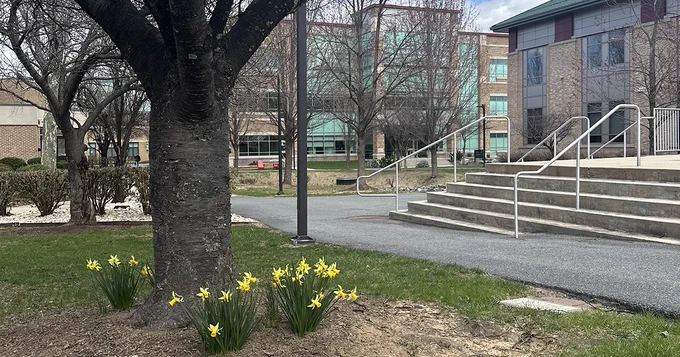 Daffodils growing on FCC campus