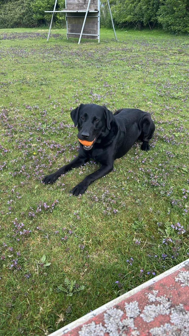 PD HUDSON laying down