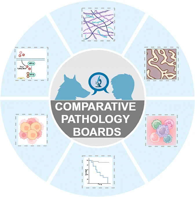 Comparative pathology boards bring together anatomic pathologists with expertise in canine and human histology to identify shared features, including immune or TME components, tumor subtypes, or prognostic tissue biomarkers. This article summarizes feedback to improve future initiatives and enhance the translational relevance of comparative oncology for human patients.