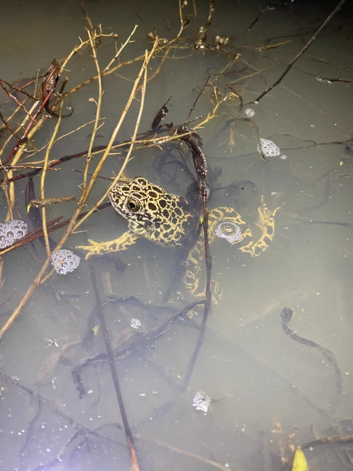 A crawfish frog in its breeding wetland, USGS.