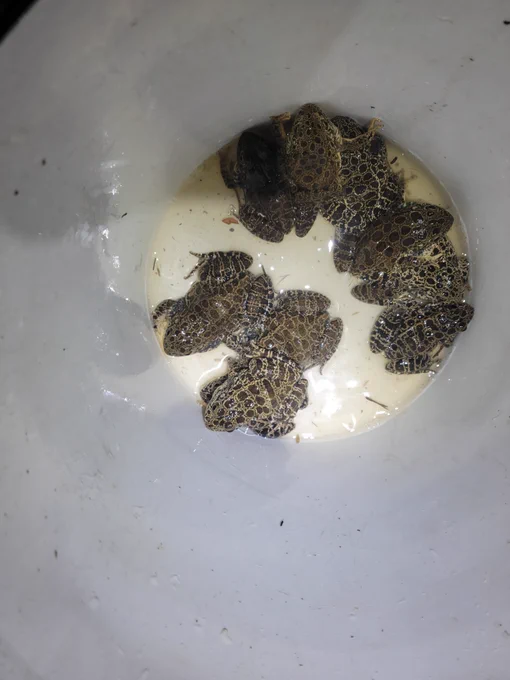 A bucket full of crawfish frogs captured at their breeding wetland in Arkansas to better understand their habitat requirements. USGS