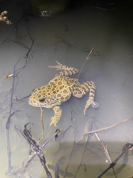 Crawfish frog in its breeding wetland, this frog was captured and outfitted with radio-transmitters to understand how far from the wetlands they travel after breeding season ends. USGS