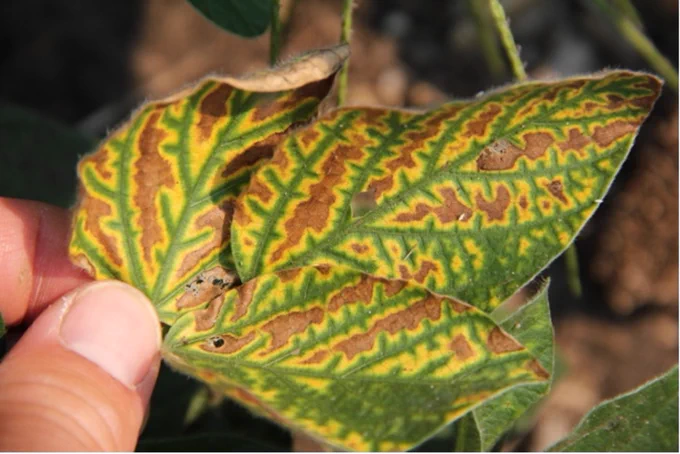 Sudden death syndrome symptoms on soybean leaf. Yellow and brown tissue between leaf veins.