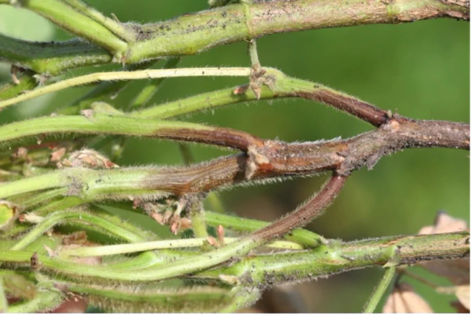 Soybean stems with one showing a dark brown lesion extending up the stem. Indicative of Phytophthora root rot. 