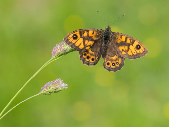 Wall butterfly resting on grass against a soft green background with yellow specks